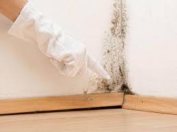 Best Environmental Consulting for Mold Prevention  in Dayton, TX